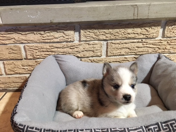 Pomsky Puppy For Sale Rome, OH Male Rocky