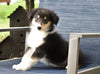 Collie (Lassie) For Sale Fredericksburg, OH Female- Candi