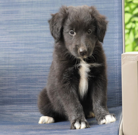 Golden Collie For Sale Fredericksburg, OH Female- Bertha