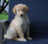 Golden Collie For Sale Fredericksburg, OH Female- Olivia