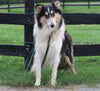 Golden Collie For Sale Fredericksburg, OH Female- Bertha