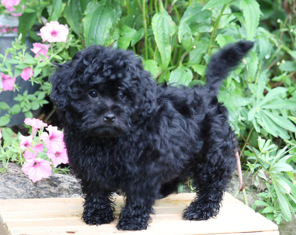 Shih- Poo For Sale Millersburg, OH Male- Rover