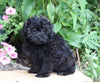 Shih- Poo For Sale Millersburg, OH Male- Murray