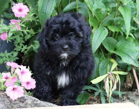 Shih- Poo For Sale Millersburg, OH Female- Lilly