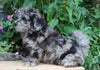 Shih- Poo For Sale Millersburg, OH Male- Ricky