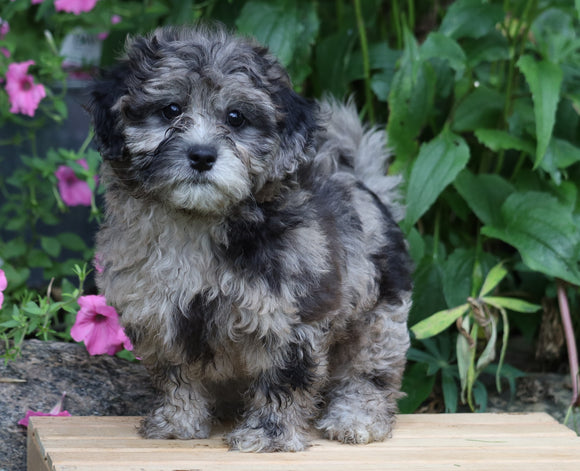 Shih- Poo For Sale Millersburg, OH Male- Ricky