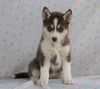 Siberian Husky For Sale Fredericksburg, OH Female- Skye