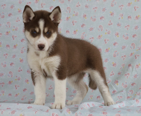 Siberian Husky For Sale Fredericksburg, OH Female- Skye