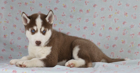 Siberian Husky For Sale Fredericksburg, OH Male- Boomer