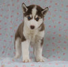Siberian Husky For Sale Fredericksburg, OH Male- Boomer
