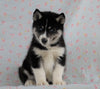 Siberian Husky For Sale Fredericksburg, OH Male- Floyd