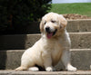 AKC Registered Golden Retriever For Sale Fredericksburg, OH Male- Bingo