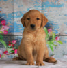 AKC Registered Golden Retriever For Sale Holmesville, OH Male- Blake