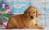 AKC Registered Golden Retriever For Sale Holmesville, OH Male- Blake