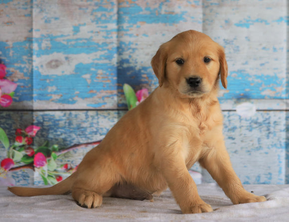 AKC Registered Golden Retriever For Sale Holmesville, OH Male- Brody