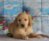AKC Registered Golden Retriever For Sale Holmesville, OH Female- Brooklin