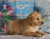 AKC Registered Golden Retriever For Sale Holmesville, OH Female- Brooklin