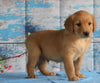 AKC Registered Golden Retriever For Sale Holmesville, OH Male- Boaz