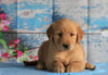 AKC Registered Golden Retriever For Sale Holmesville, OH Female- Bellamy