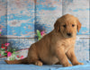 AKC Registered Golden Retriever For Sale Holmesville, OH Female- Bellamy