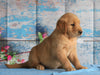 AKC Registered Golden Retriever For Sale Holmesville, OH Female- Bellamy