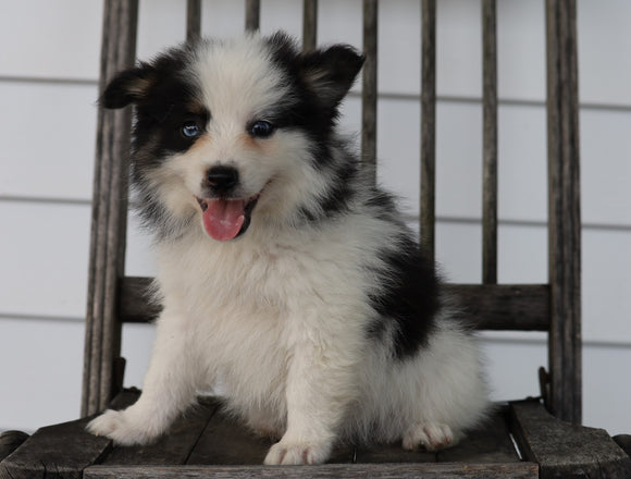 Pomsky For Sale Wooster, OH Male- Ace