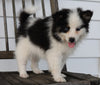 Pomsky For Sale Wooster, OH Male- Ace