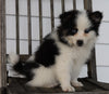 Pomsky For Sale Wooster, OH Male- Ace