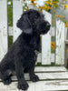 Labradoodle Puppy For Sale Holmesville OH Female-Melodie