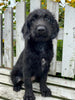 Labradoodle Puppy For Sale Holmesville OH Female-Melodie