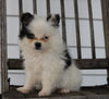 Pomsky For Sale Wooster, OH Male- Cleo