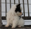 Pomsky For Sale Wooster, OH Male- Cleo