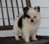 Pomsky For Sale Wooster, OH Male- Cleo