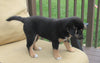 Shiba Inu Mix For Sale Dundee, OH Female- Rose