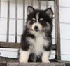 Pomsky For Sale Wooster, OH Male- Blackie