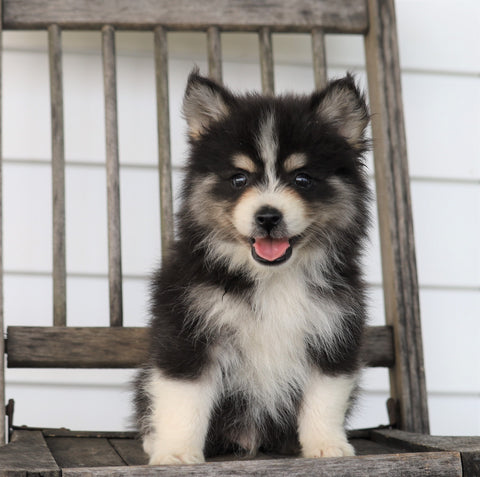 Pomsky For Sale Wooster, OH Male- Blackie