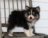 Pomsky For Sale Wooster, OH Male- Blackie