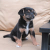 Shiba Inu Mix For Sale Dundee, OH Female- Rose