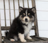 Pomsky For Sale Wooster, OH Male- Blackie