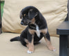 Shiba Inu Mix For Sale Dundee, OH Female- Rose