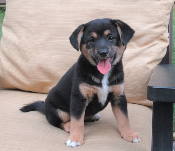 Shiba Inu Mix For Sale Dundee, OH Female- Rose