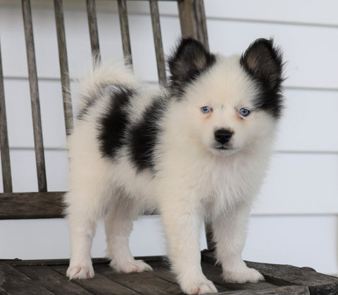 Pomsky For Sale Wooster, OH Female- Ally