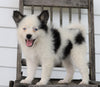 Pomsky For Sale Wooster, OH Female- Ally