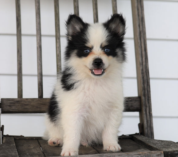 Pomsky For Sale Wooster, OH Male- Kody