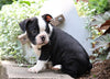 AKC Registered Boston Terrier For Sale Wooster, OH Female- Sadie