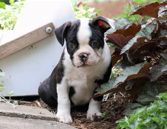 AKC Registered Boston Terrier For Sale Wooster, OH Female- Sadie