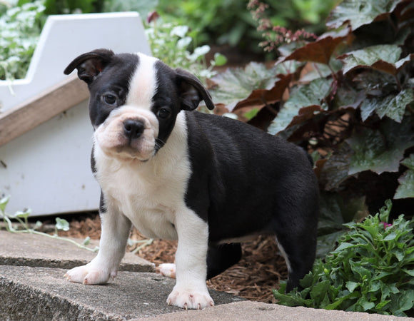 AKC Registered Boston Terrier For Sale Wooster, OH Female- Sally