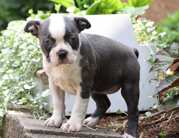 AKC Registered Boston Terrier For Sale Wooster, OH Female- Stella