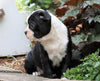 AKC Registered Boston Terrier For Sale Wooster, OH Female- Candice