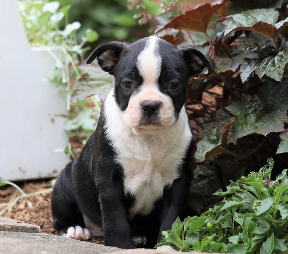 AKC Registered Boston Terrier For Sale Wooster, OH Female- Candice